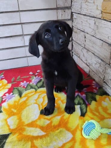 кокер спаниель бишкек: Мальчик ищет дом. Привезём сами. Дважды привит — 10