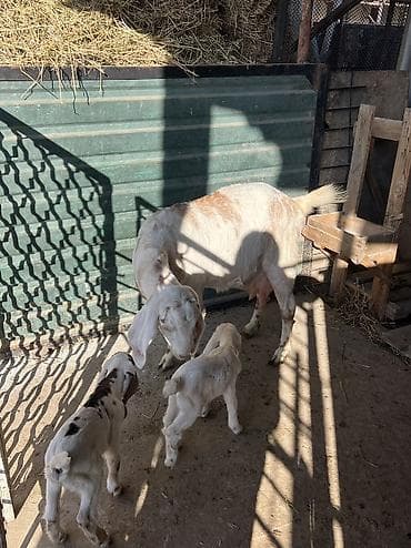 индук сатам: Сатам | Эчки (ургаачы) | Сүт алуу үчүн — 2