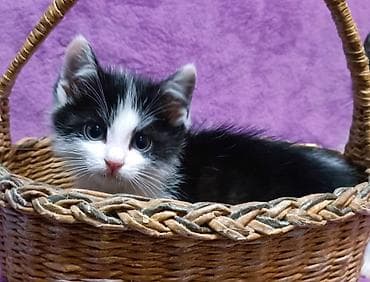 маленькие котята даром: БЕСПЛАТНО! Котята 1,5 месяца, черно-белые мальчики и девочка пантера — 10
