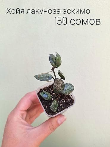 Бөлмө өсүмдүктөрү: 🌿 Комнатные цветы (укоренённые черенки/молодые растения/взрослые — 8