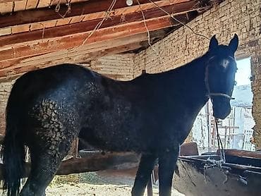 Үй жаныбарлары үчүн товарлар: Жеке жак : Жылкылар, аттар, | Борго байлап семиртилген — 2