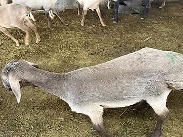 кане корсо собака цена: Продаю | Баран (самец) | На забой — 3