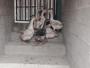 Кошки: Гуси, молодняк смешанных пород (серая/белая масть) - Птица крупная — 4