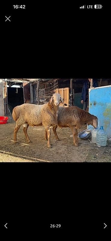 кавказкий овчарка: Продаю | Овца (самка), Ягненок, Баран (самец) | Арашан | Для разведения | Матка, Ярка, Ягнившаяся — 5