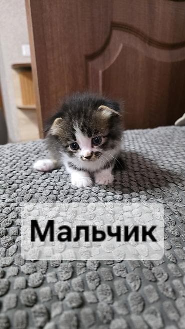 Животные: Кошка даром: Британская короткошёрстная, 2 месяца, Мальчик — 4