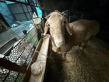 лиман браун: Продаю | Баран (самец) | Для разведения | Осеменитель — 2