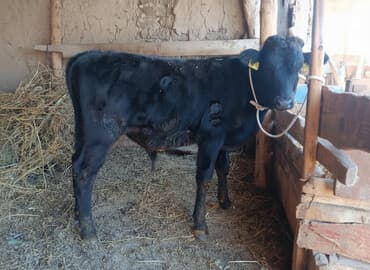 собаку в добрые руки: Продаю | Бык (самец) | На откорм — 2