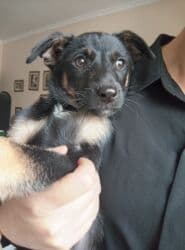 акустические системы китай колонка в виде собак: Собака даром: 3 месяца, Самец — 1