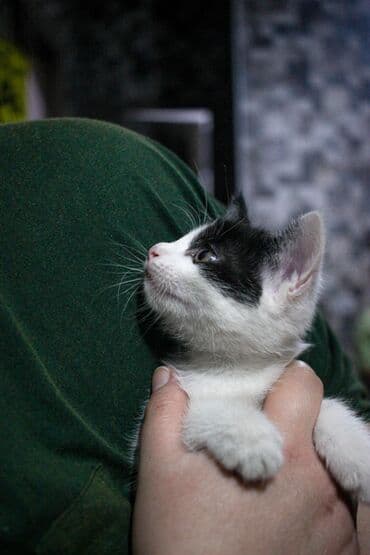 африканские сом малек: Кошка даром: Беспородная, 1 месяц, Мальчик, Метис — 6