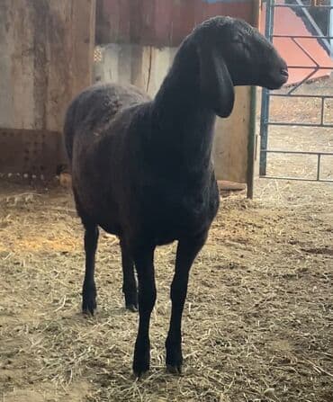 Кошки: Продаю | Овца (самка) | Арашан | Ярка — 5