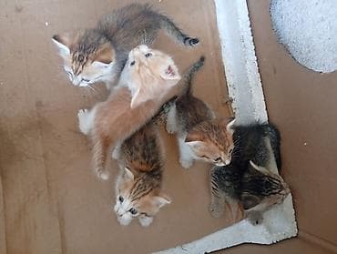 новорождённые котята: Отдам веслоухих котят в добрые руки,токмок,.все котята уже — 6