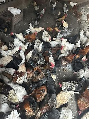 козу сатылат: Сатам | Тооктор | Үй | Көбөйтүү үчүн — 5