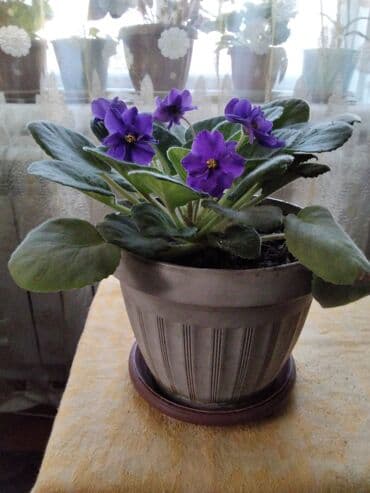укорененные листики фиалок: Продаю комнатные фиалки, взрослые — 1