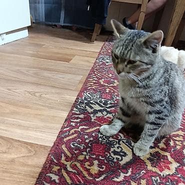 Отдам даром кошку: Кошка даром: Беспородная, Девочка — 5