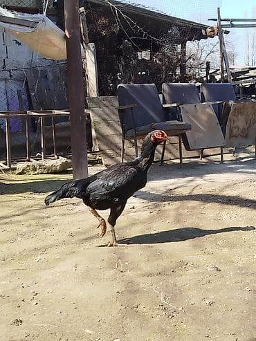 Продаю | Петух | Бойцовая | Для разведения at lalafo.kg Продаю | Петух | Бойцовая | Для разведения