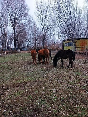 жеребчика: Продаю | Жеребец | Для разведения — 6