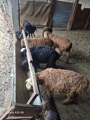 Продаю | Ягненок | На забой — 2