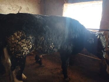 телята токмок: Продаю | Бык (самец) — 3