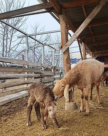 дом кошка: Продаю | Баран (самец) | Арашан | Для разведения | Племенные, Осеменитель — 6