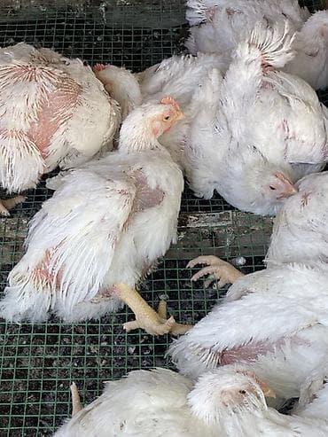 кальций для кур: Продаю | Куры | Бройлерная | На забой — 3