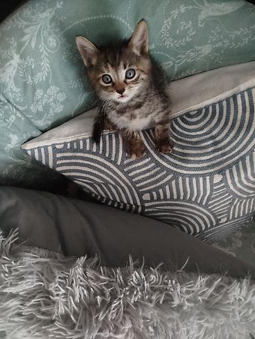 котятки: Кошка даром: Беспородная, Мальчик — 8