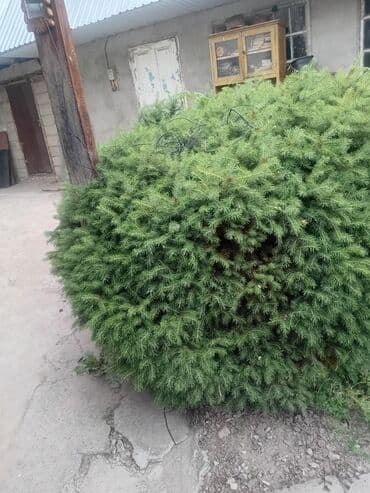 спортивные форма: Ель — 1