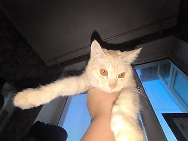 сколько стоит кошки: Кошка (светло-кремовый окрас) - смешано породистый короткошёрстная — 4