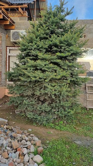 картины на заказ бишкек: Ассалом алейкум сатылат казып кетиш керек — 1