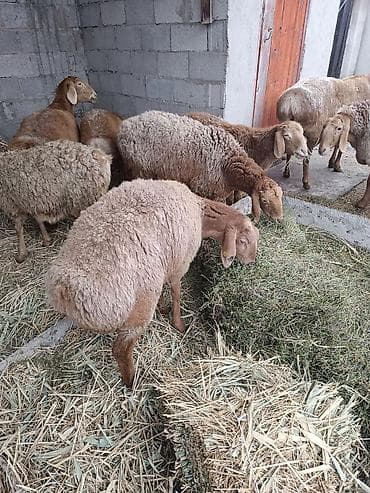 сколько стоят собаки: Продаю | Овца (самка) | Для разведения | Матка — 1