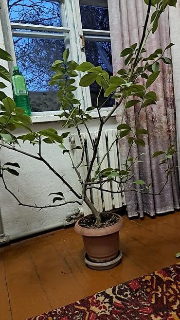 Лимондор: Продаю два лимонных дерева
Возраст 5 лет
Сорт юбилейный — 4