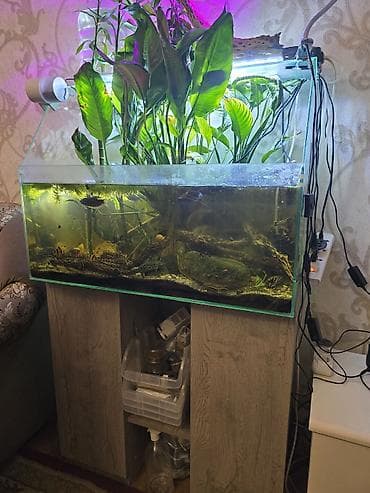 аквариумные растения: Аквариумный комплект с растениями и оборудованием - Стеклянный — 6