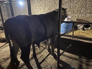 бир: Сатам | Бука (эркек) | Бордоп семиртүү үчүн | Байланган — 5