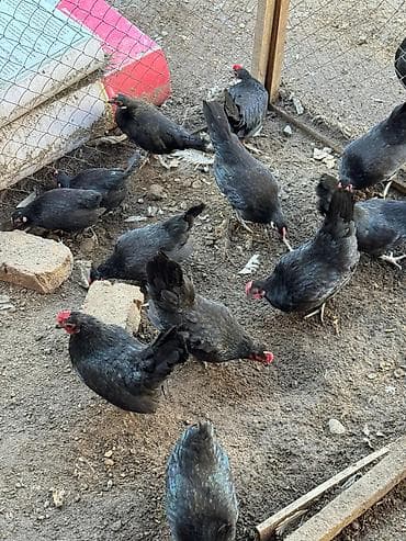 карликовые петушки куры: Продаю декоративные карликовой породы кур и петухов! Отличные наседки! — 2