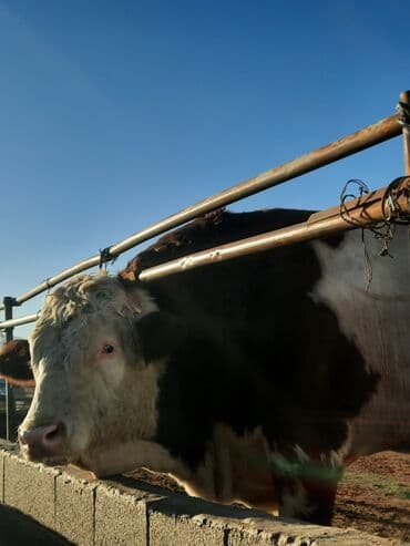 отдам в добрые руки собаку: Продаю | Бык (самец) | Симментальская | Для разведения | Племенные — 4