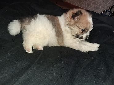 куплю собаку шпиц: Помиранский шпиц •Девочка •Родилась 14 .03.2026 •Окрас : пати-колор — 2