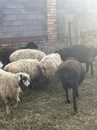 бараны козу: Бооз койлор — 5