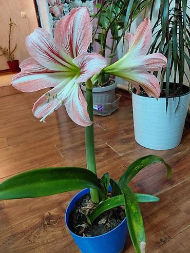 герань гулу жонундо маалымат: Гиппеаструм (амариллис) в горшке - Окрас цветка: бело-розовый с — 1