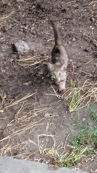 отдам собаку в добрые руки: Собака даром: 7 месяцев, Самец — 20