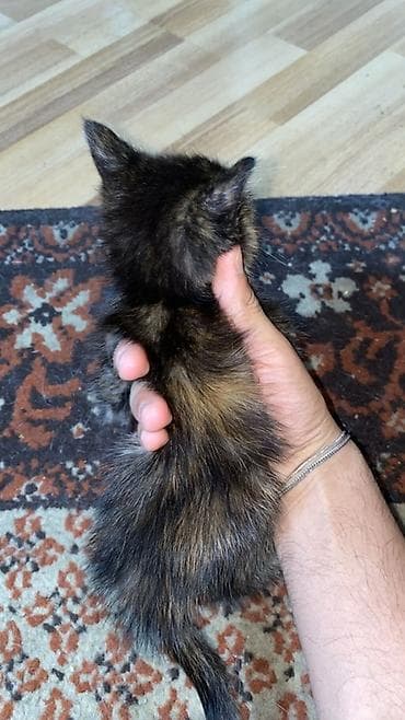 кошка ориентал: Котёнок трёхцветной (черепаховой) окраски. - Возраст: совсем малыш — 10