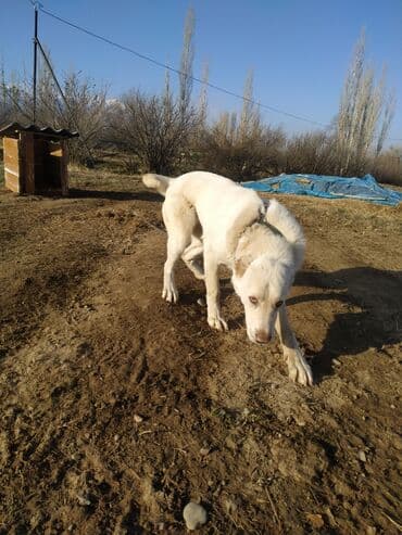 Вязка собак: Алабай, 7 месяцев, Самец, С родословной — 1
