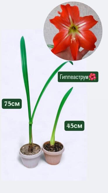 люцерна клевер: РАСПРОДАЖА 🔥🔥🔥🔥 Продаю комнатные растения, цветы . Цены Разные❗🪴 — 13