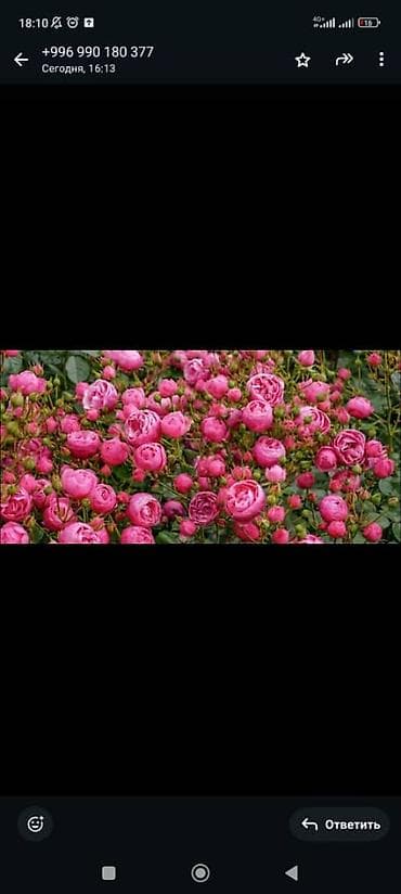 Саженцы — 1