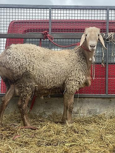 матку: Продаю | Овца (самка) | Арашан | Для разведения | Матка — 1