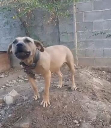 щенки питбультерьера купить: Питбуль, 1 год, Самка, С родословной — 1