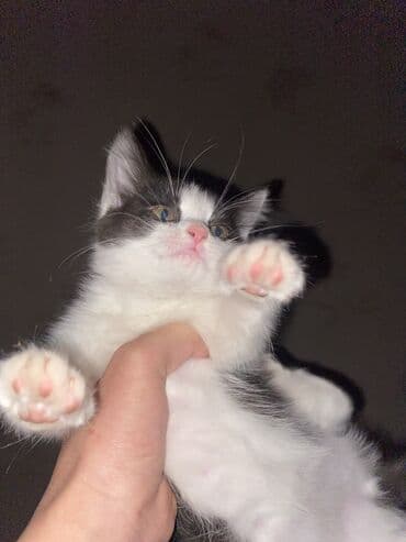 Мышык кууту: Мышык бекер берилет: Породасыз, 2 айлык, Ургаачы, Лотокко барууга үйрөтүлгөн — 2