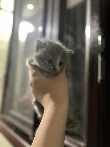 сиамские коты: Шотландские котята ищут любящий дом 🐾 Продаются 4 шотландских котёнка — 4
