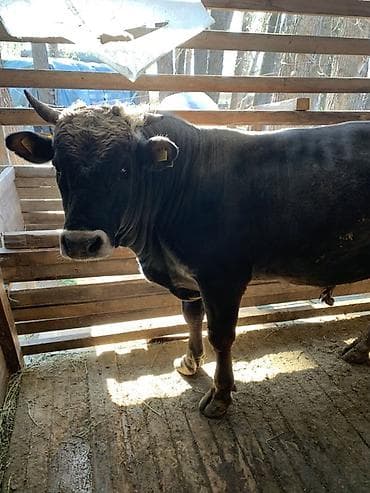 бык ангуст: Продаю | Бык (самец) | Для разведения | Осеменитель — 2