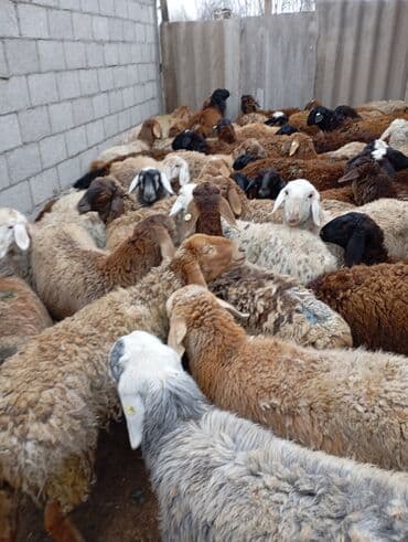 вислоухие кошки бишкек: Продаю | Овца (самка) | На забой | Матка — 6