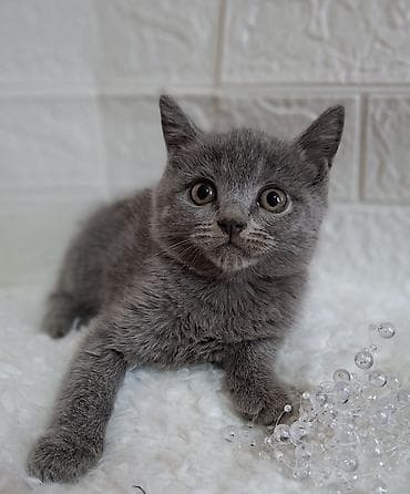 вязка скотиш страйт: Скотиш Страйт (Шотландская прямоухая), 2 месяца, Мальчик, Голубой, Приучена к лотку, Проглистована — 2