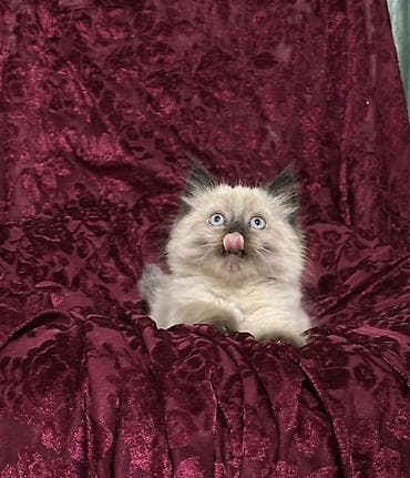 доберман купить щенка: Тайская, 2 месяца, Девочка, Биколор, Приучена к лотку — 4